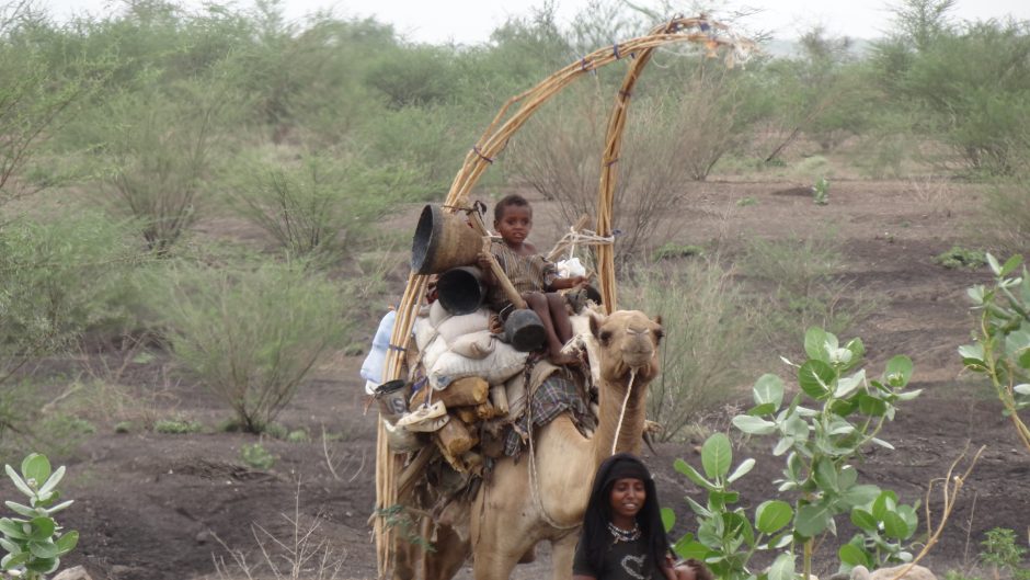Afar peuple nomade
